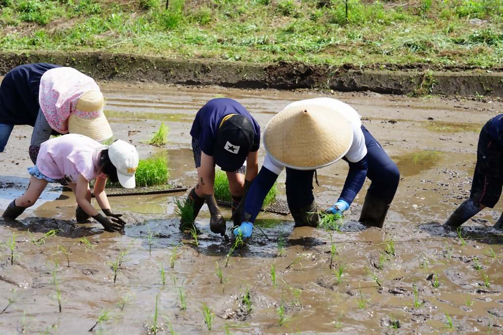 田植え