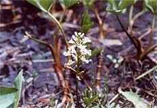 穂状の白色の小さな花が咲いている、野平のミツガシワ自生地の写真