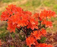 鮮やかなオレンジ色のレンゲツツジが咲き誇っている写真