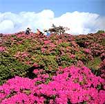 青空の下、鮮やかなピンク色のミヤマキリシマが咲き誇るなかで、3名の人がハイキングを楽しんでいる写真