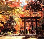 色鮮やかな紅葉と鳥居が絵になる末廣神社の境内の写真