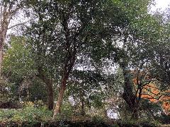 危険木枝おろし（実施後）