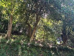 危険木枝おろし