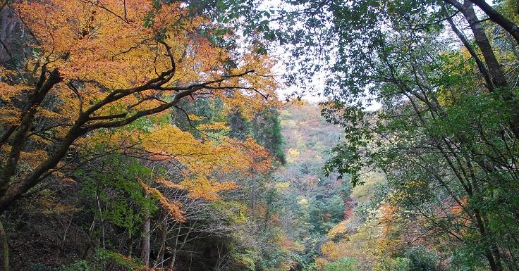 晩秋の宇戸渓谷で黄金色に色づき始めた木々の景観を撮影した写真