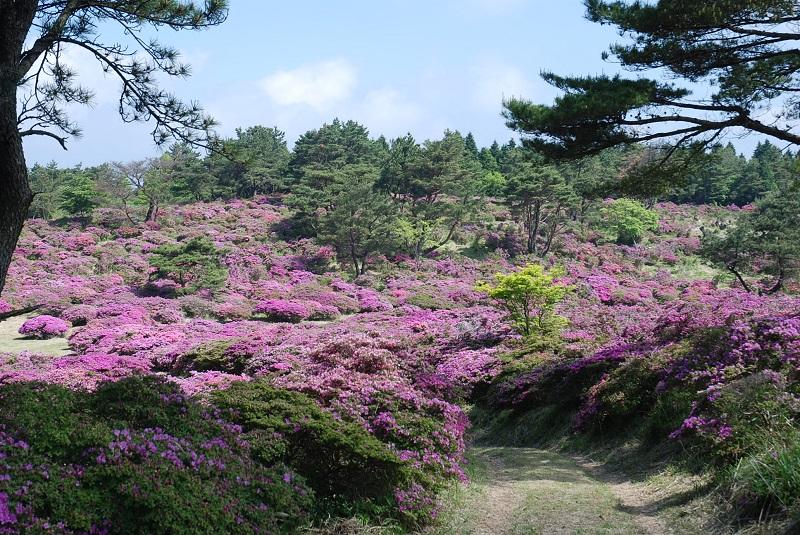 ミヤマキリシマが咲き誇る万年山の頂上付近の写真