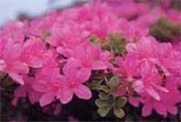 ピンク色に染まったミヤマキリシマの花を拡大した写真